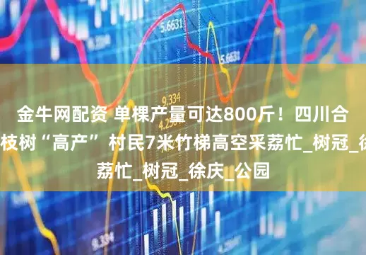 金牛网配资 单棵产量可达800斤！四川合江百年荔枝树“高产” 村民7米竹梯高空采荔忙_树冠_徐庆_公园